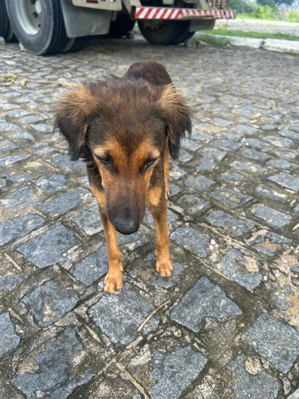 Cadela pra adoção responsável  - Foto 2