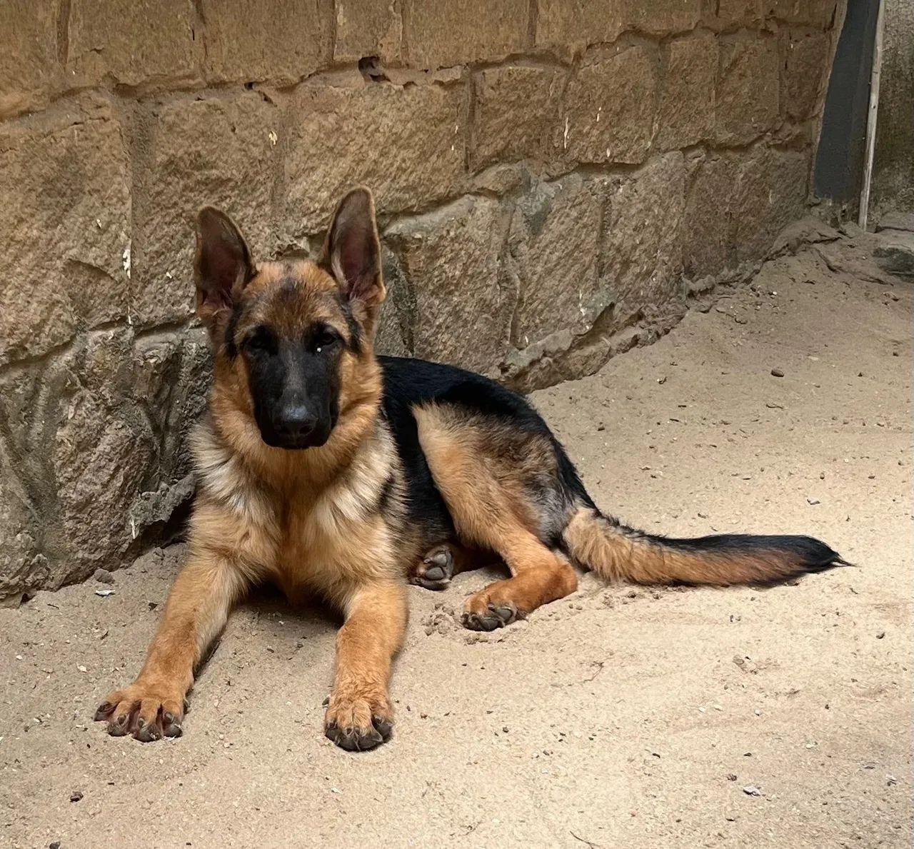 FILHOTE DE PASTOR ALEMÃO - PEDIGREE  - Foto 2