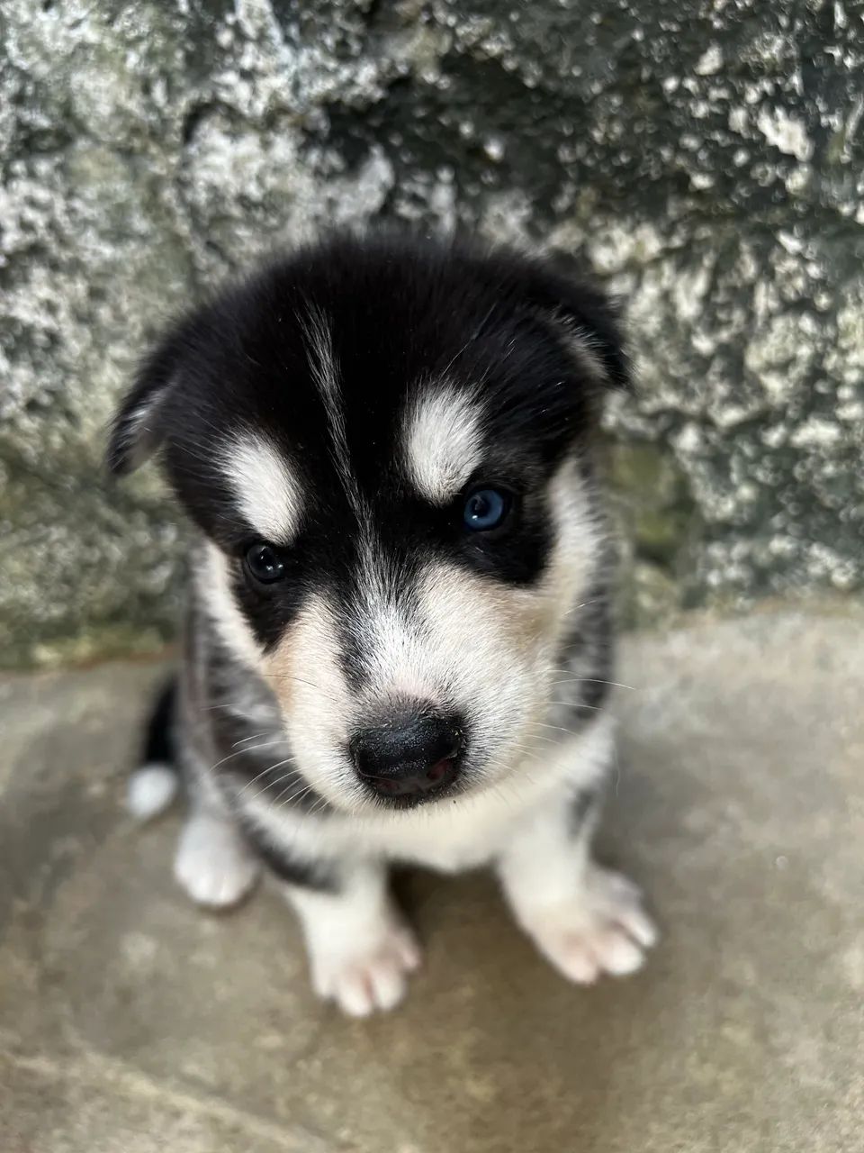 Filhotes de Husky  - Foto 3