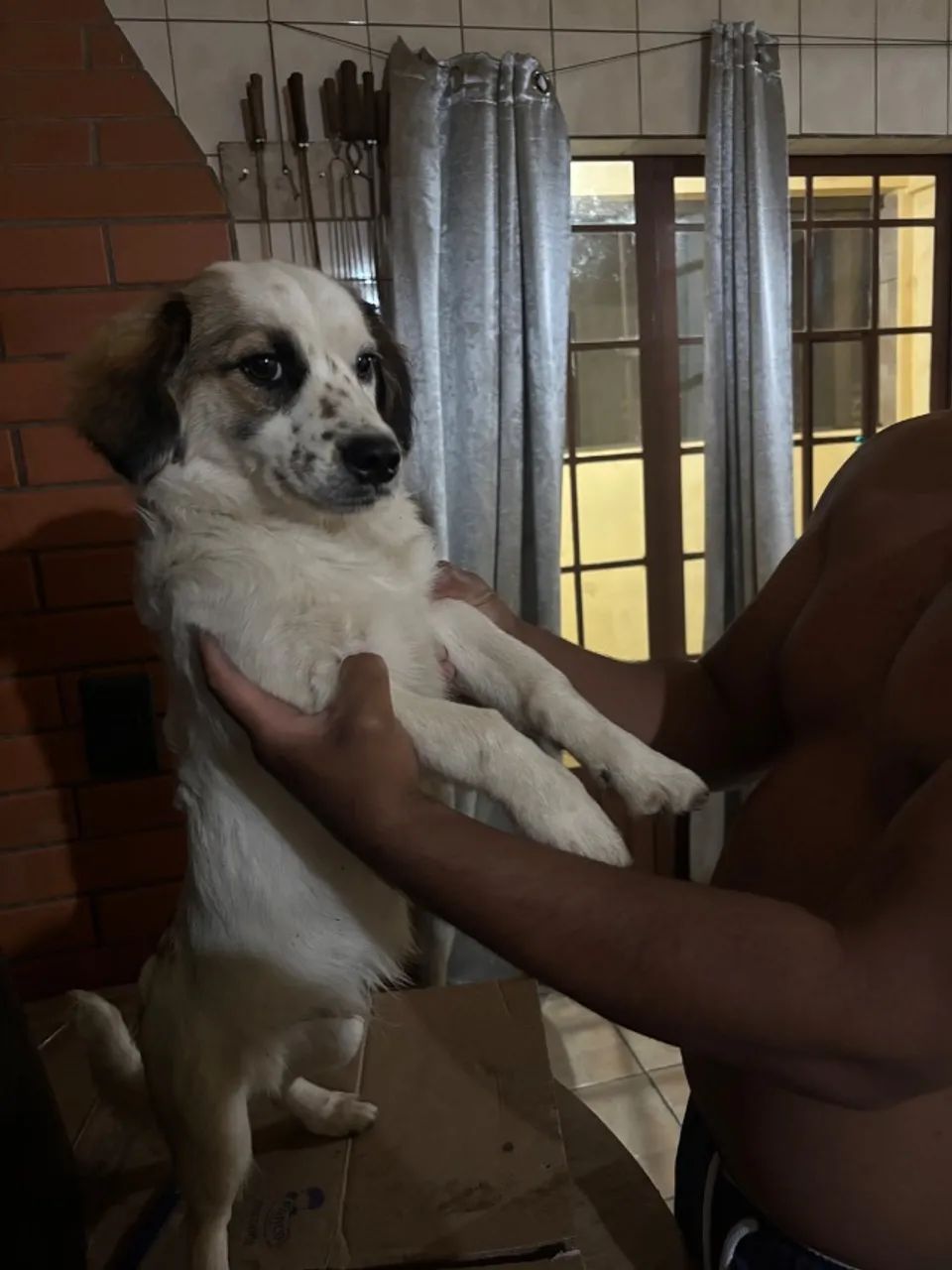 Cachorrinhos para doação  - Foto 4