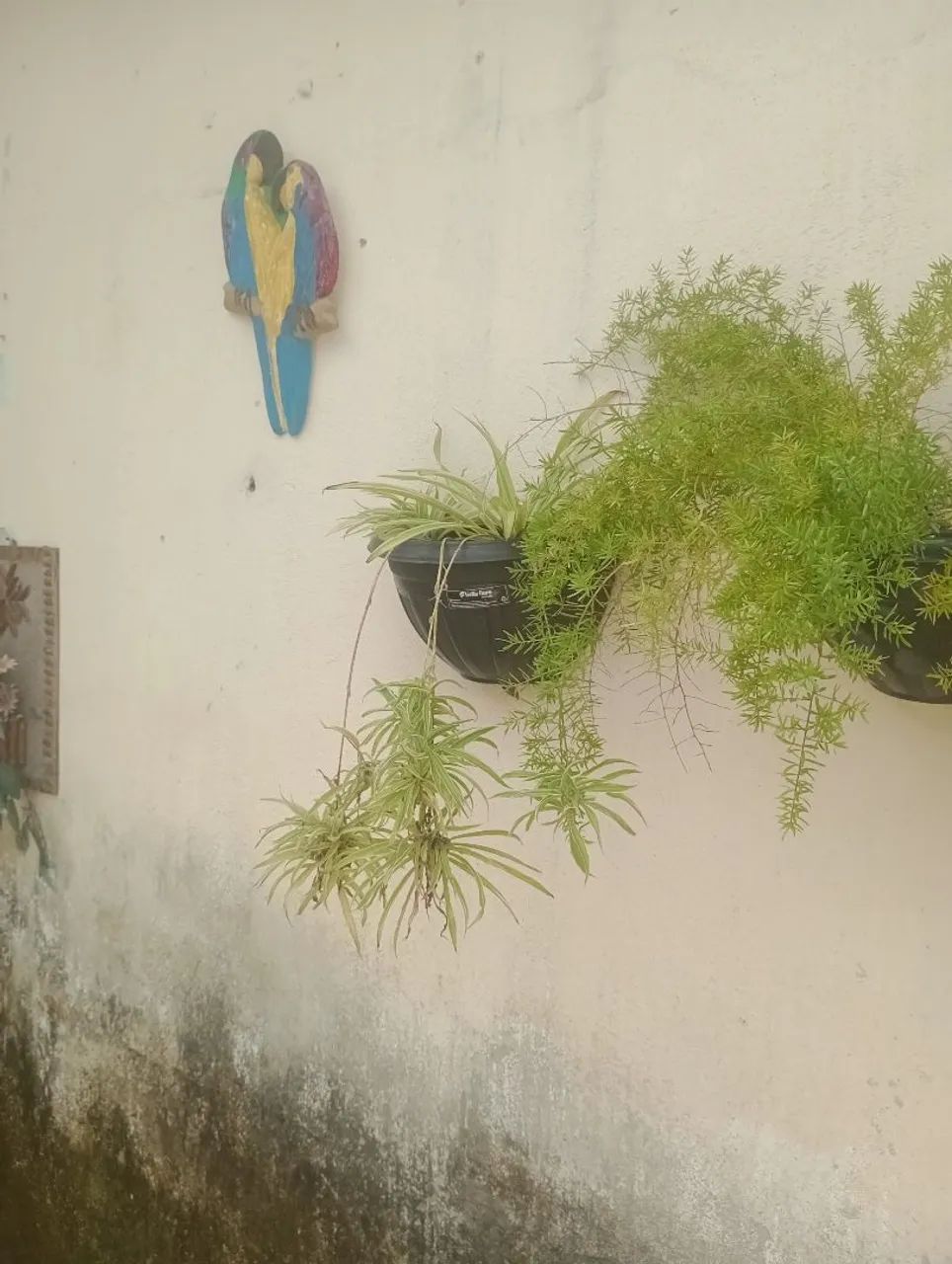 Vendo mudas de plantas  - Foto 3