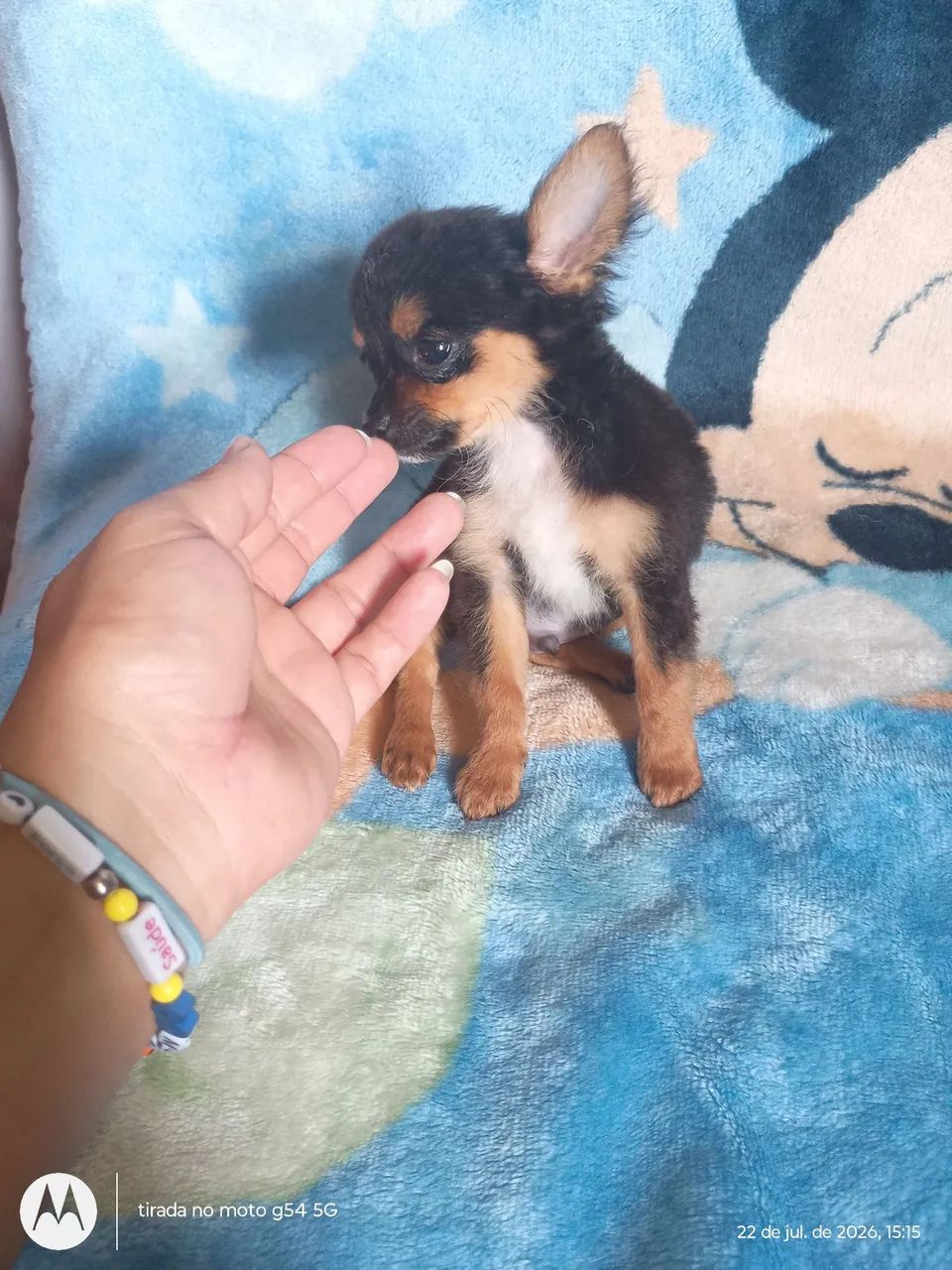 Chihuahuas 