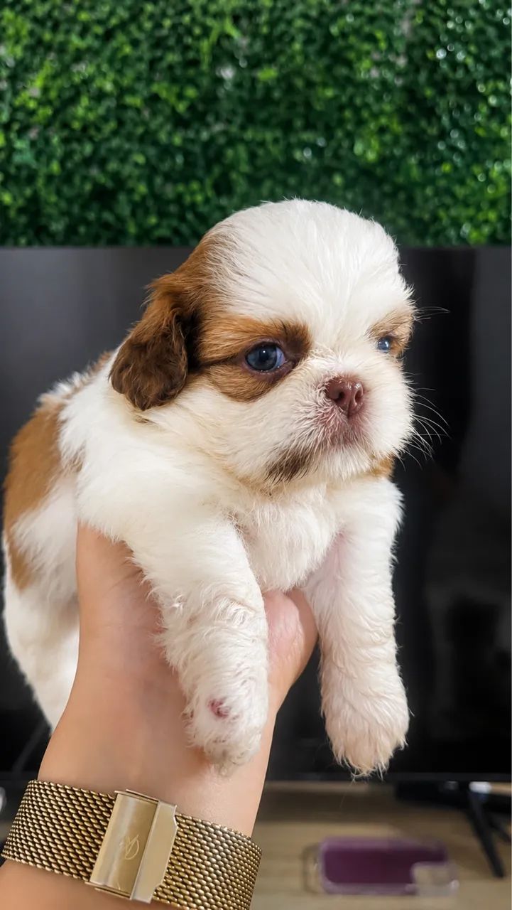 Filhotes de Shih Tzu - Foto 5