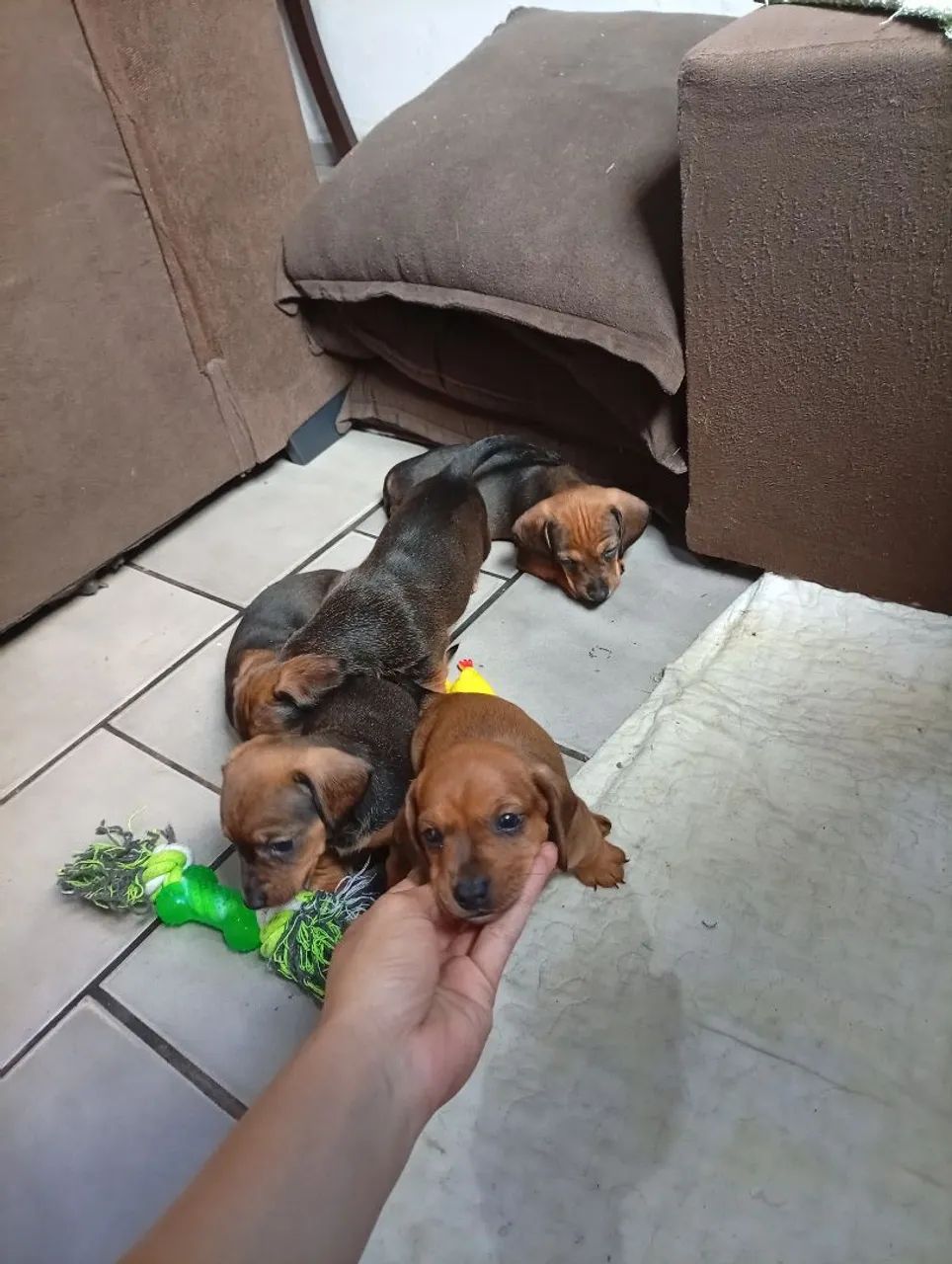 Dachshund  - Foto 4