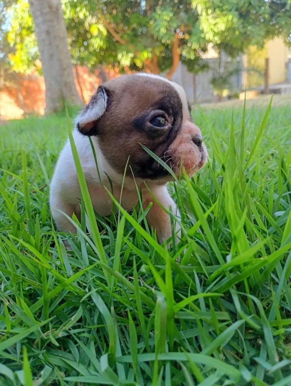 Buldogue francês  - Foto 3