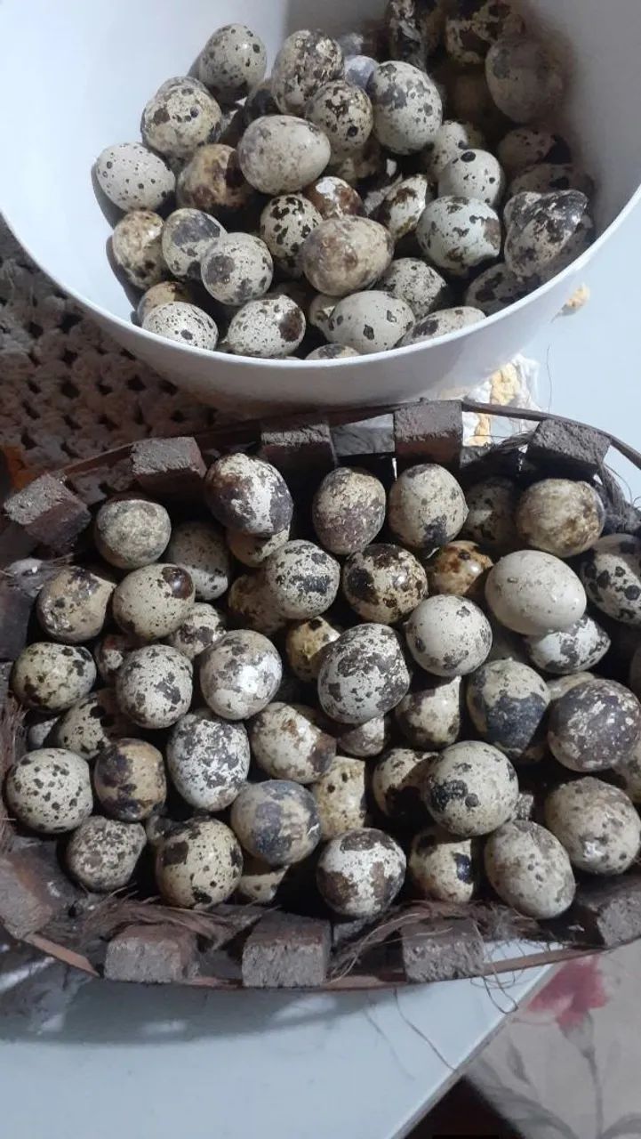 Ovos férteis de codornas  - Foto 4