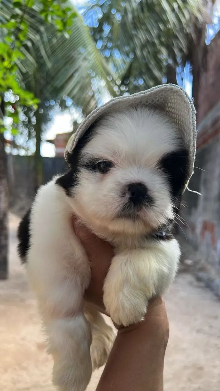 Shihtzu macho - Foto 3