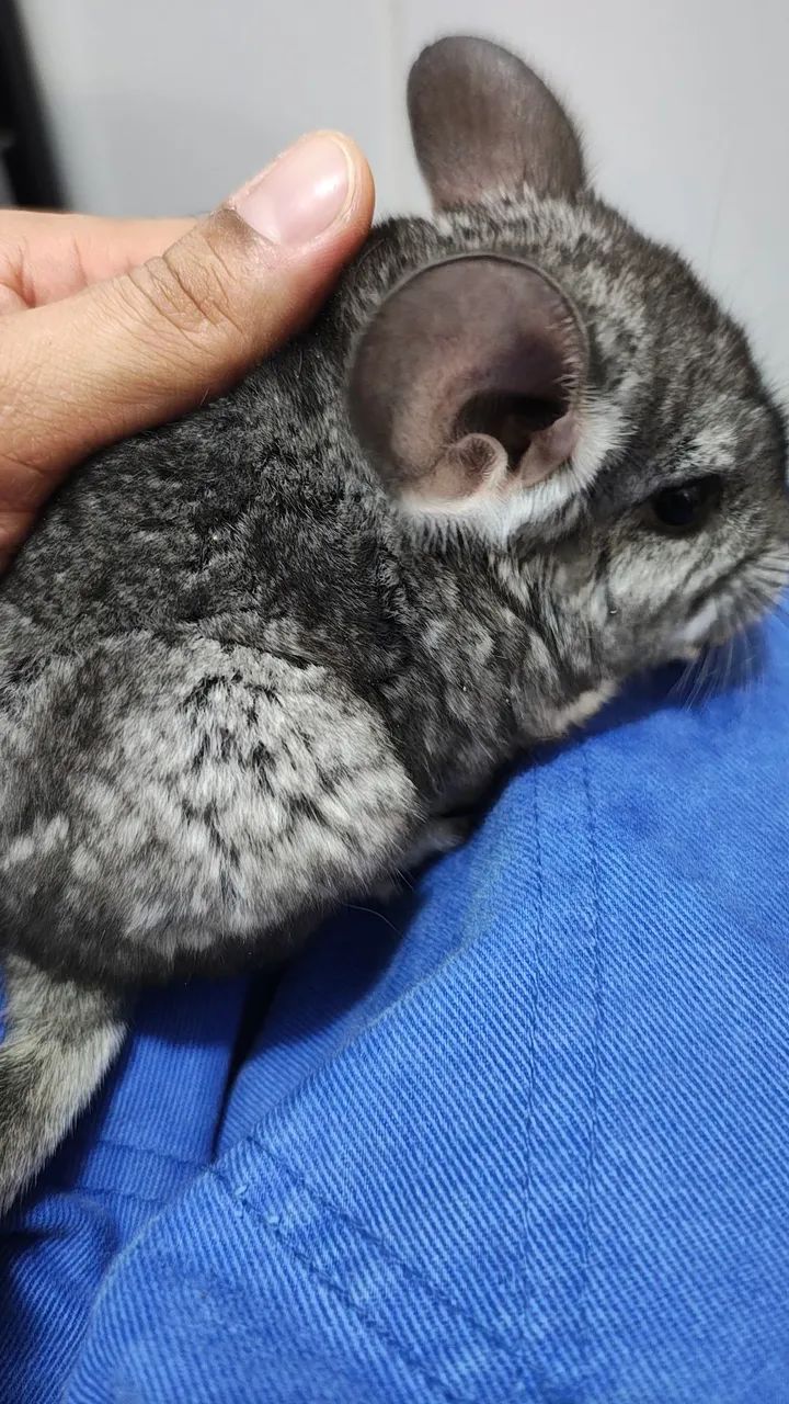 Filhotes chinchila - Foto 3