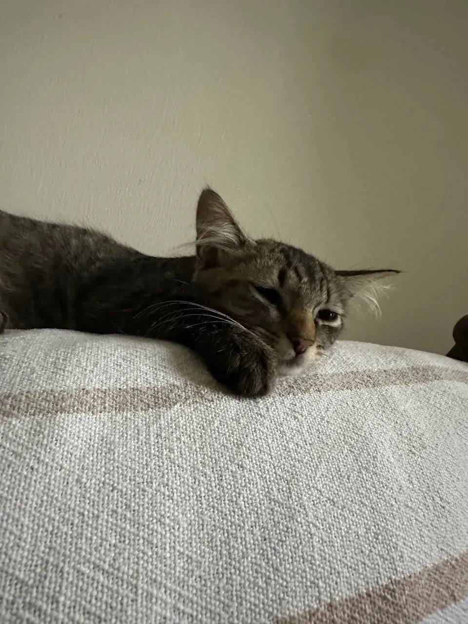 Gatos para doação  - Foto 3