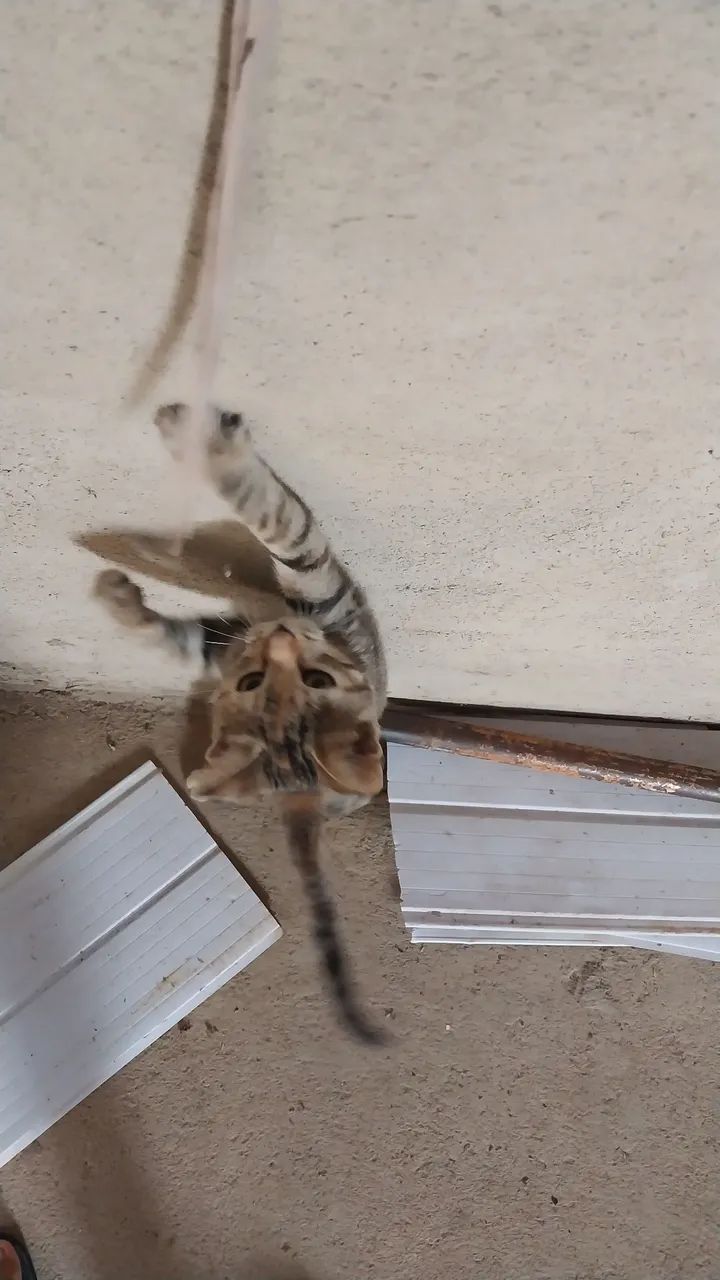 Linda gatinha (3 meses)  para adoção  - Foto 3