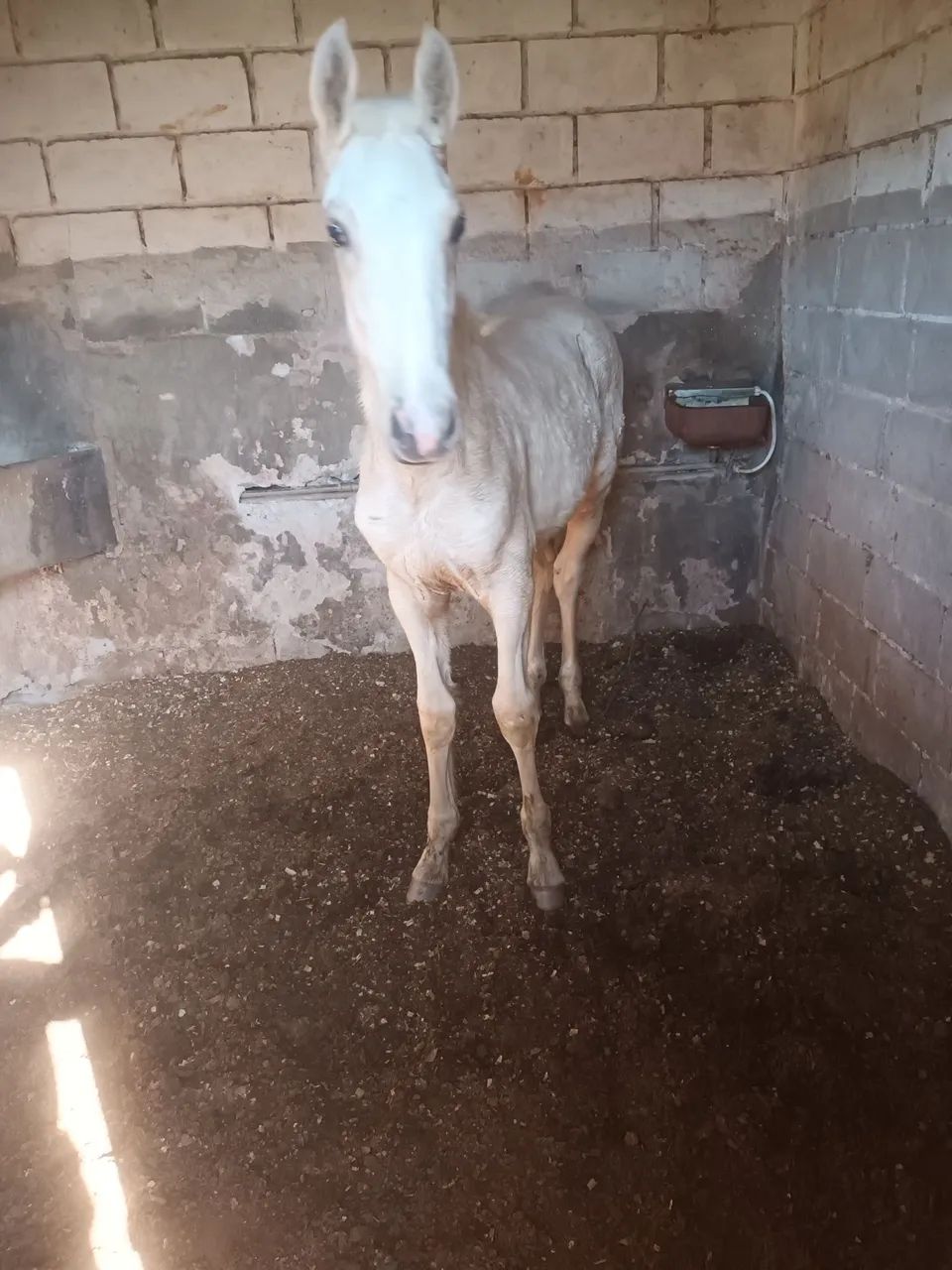 Potro puro sangue lusitano  - Foto 2