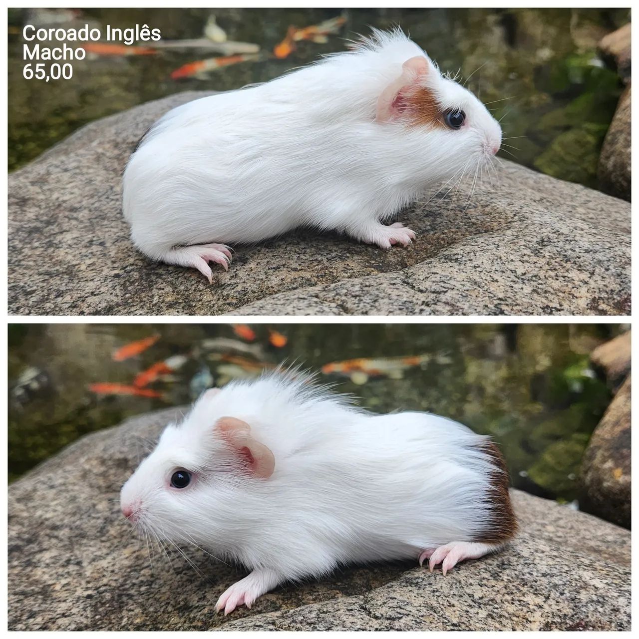 Porquinho da índia  - Foto 3