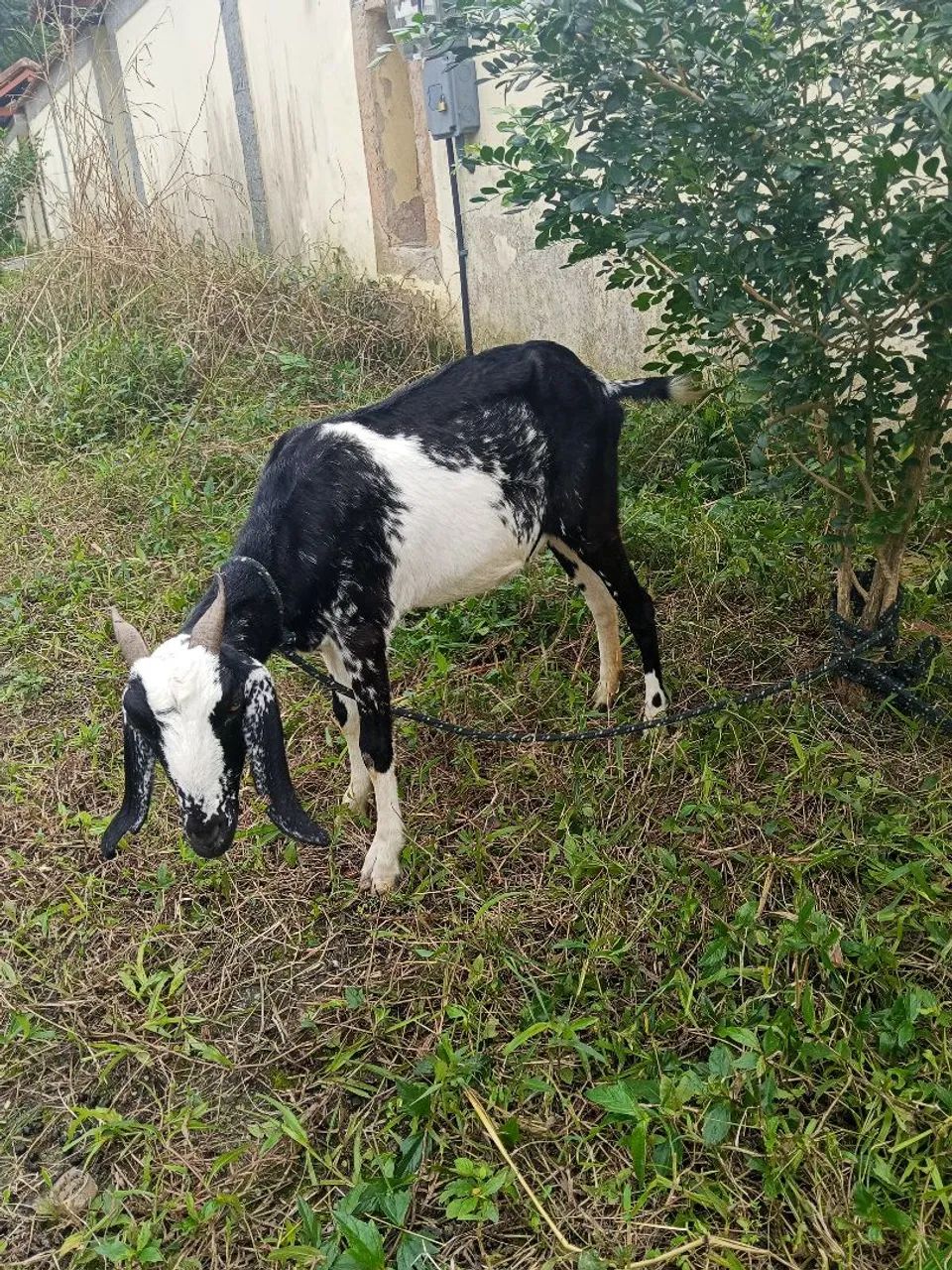 Cabras  - Foto 4