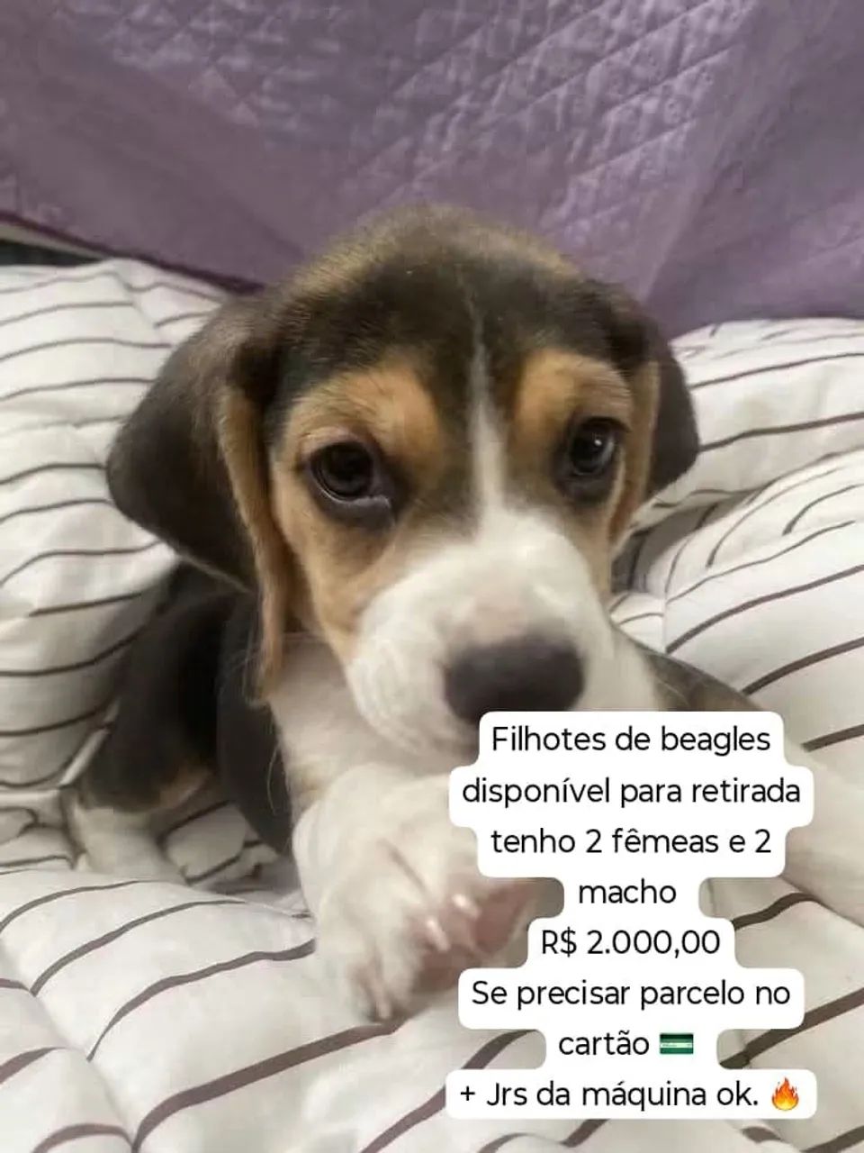 Filhotes de beagles disponível 