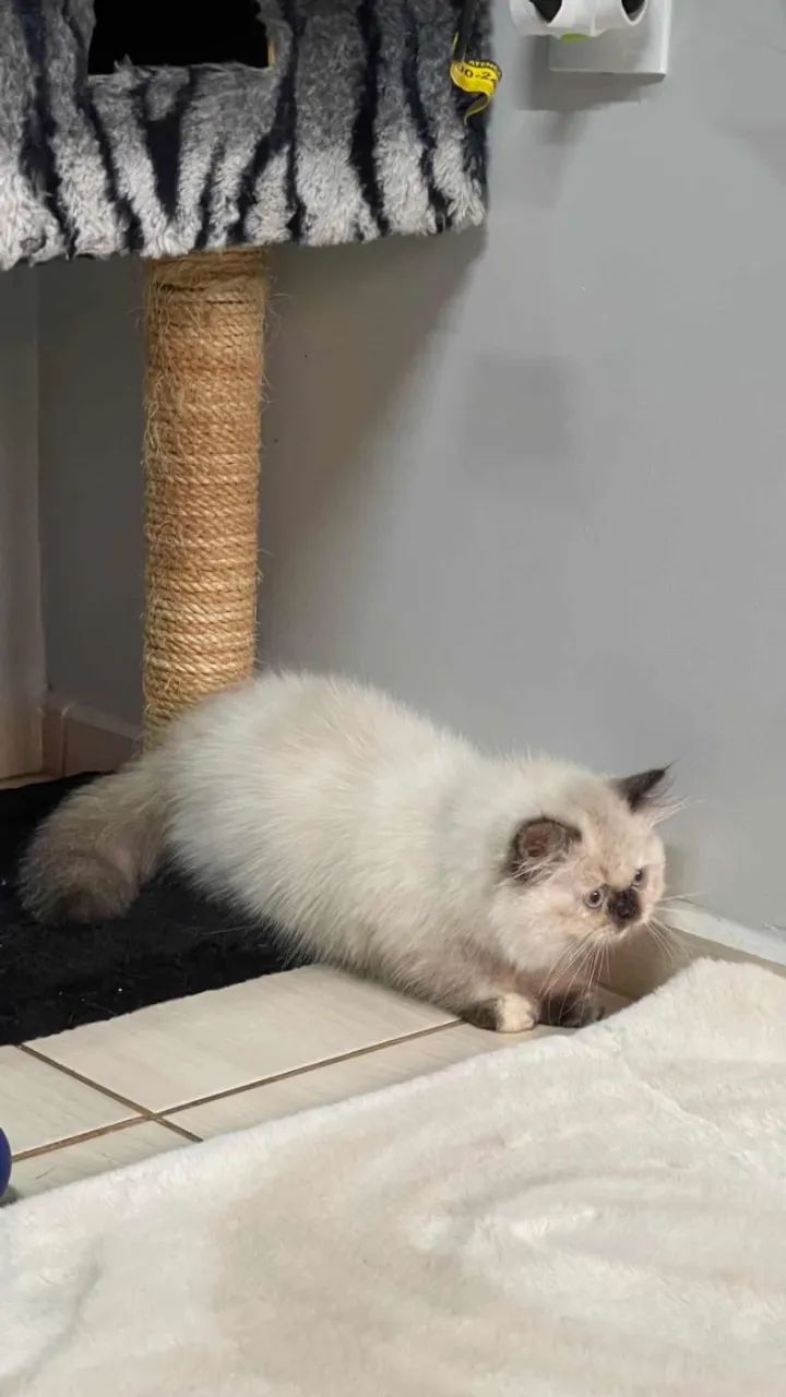 Gato Persa com Pedigree - Foto 4