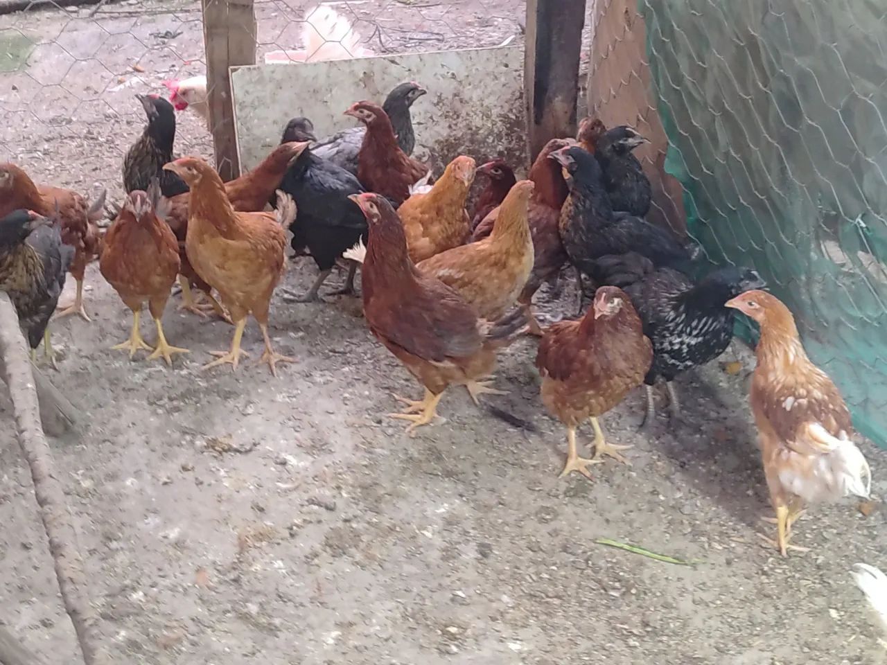 Frangas embrapas e PCG - Foto 4