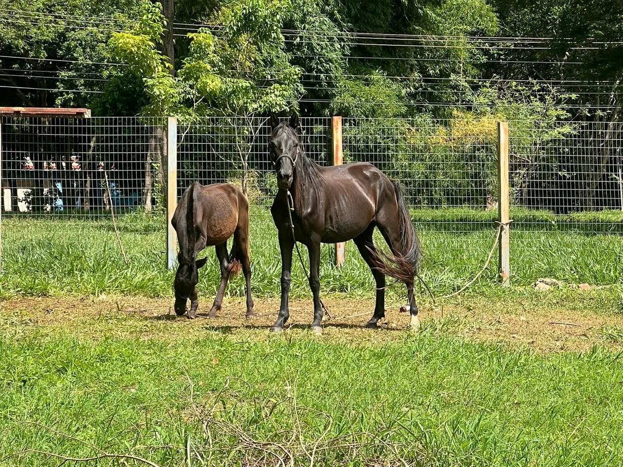 Vende-se Égua e potro  - Foto 3
