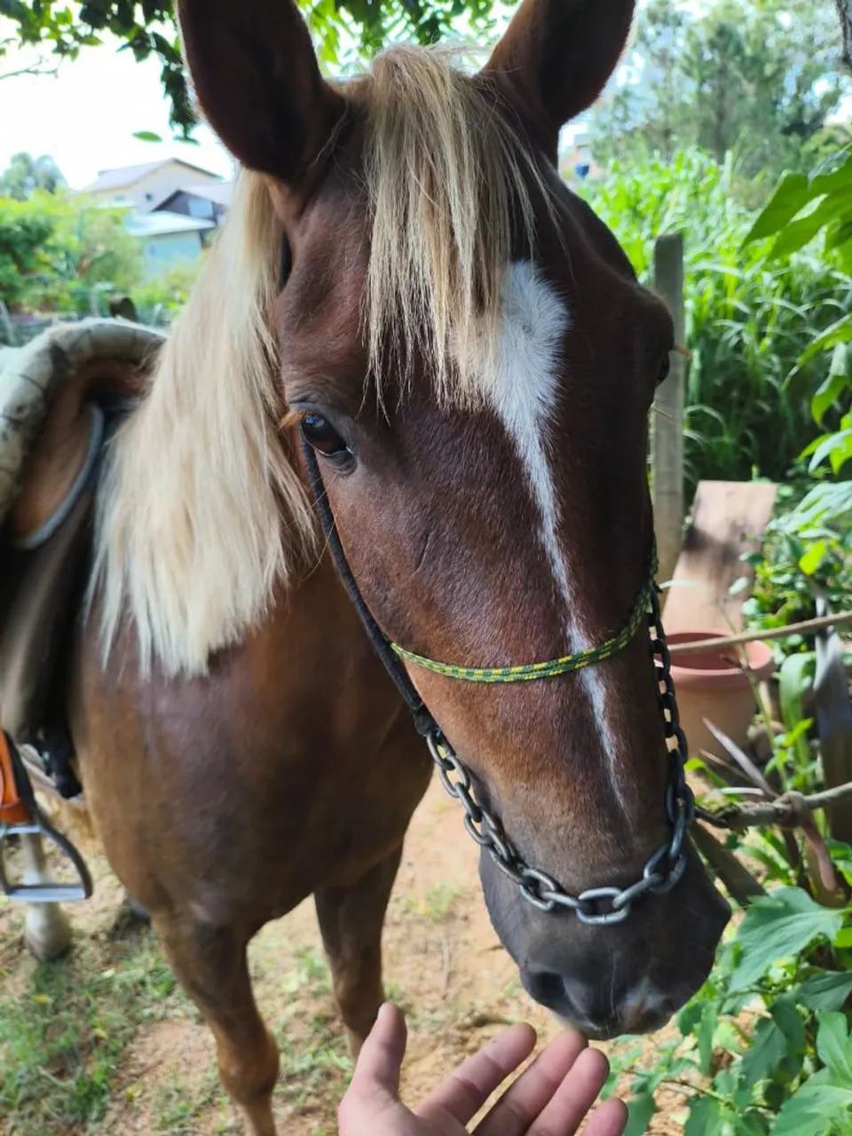 Vendo cavalo alazão  - Foto 6