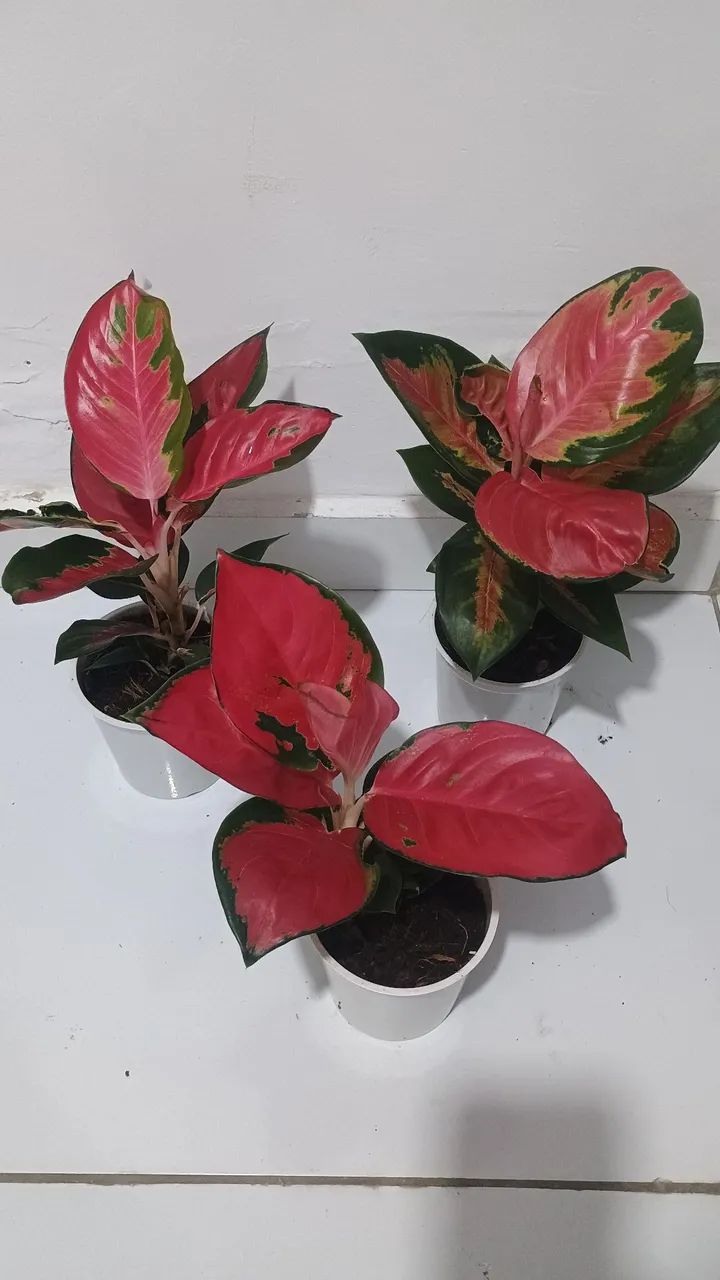 Lindas aglaonemas chilli red  - Foto 5