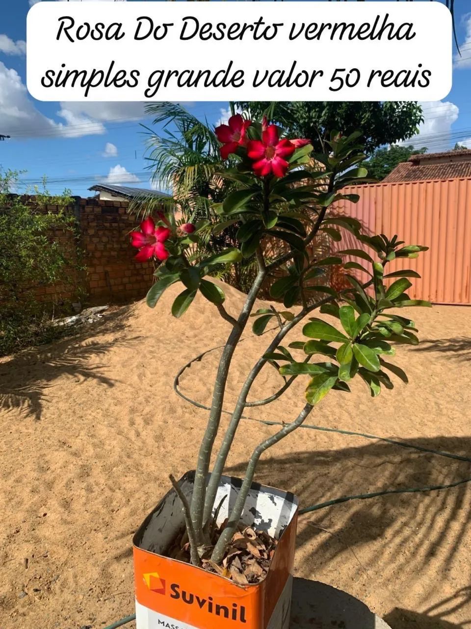 Venda de rosas do deserto 