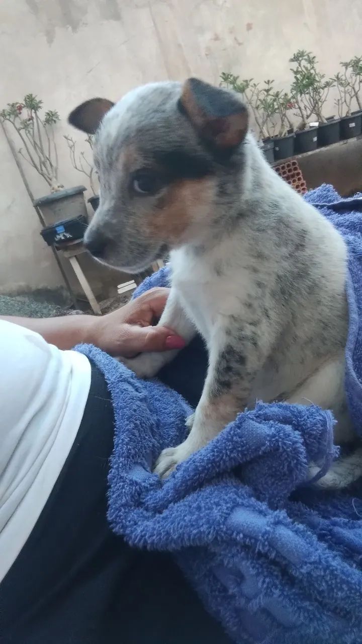 vendo vacinas em dia  - Foto 3