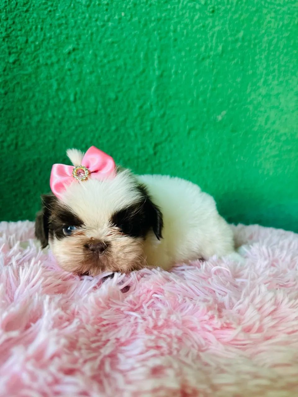 Filhotes de shihtzu  - Foto 5