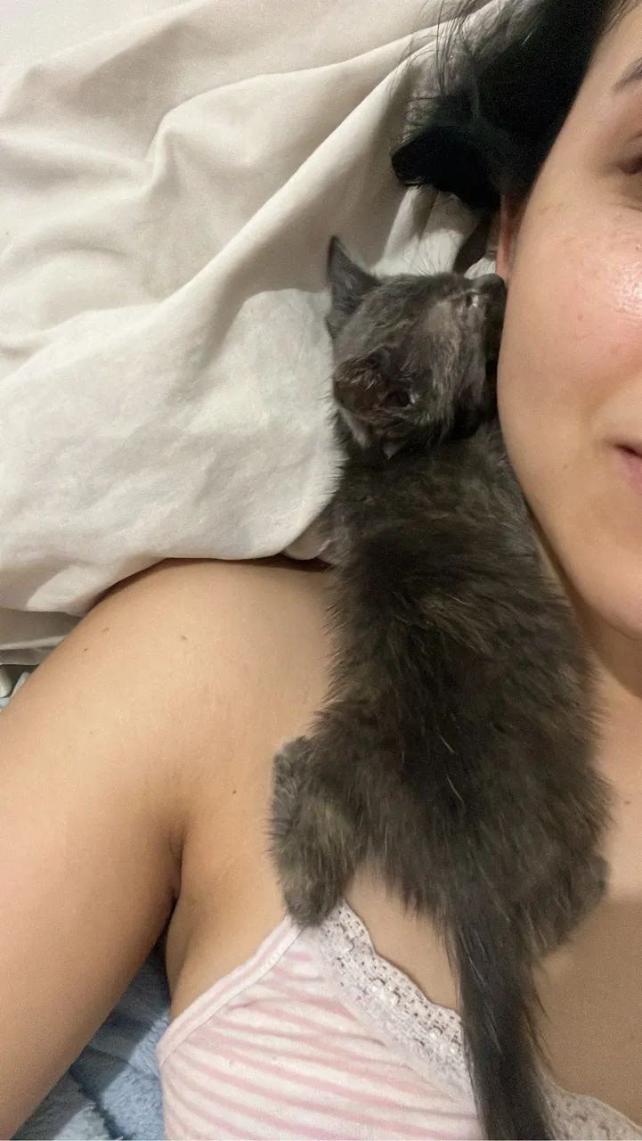 Gata - Foto 4
