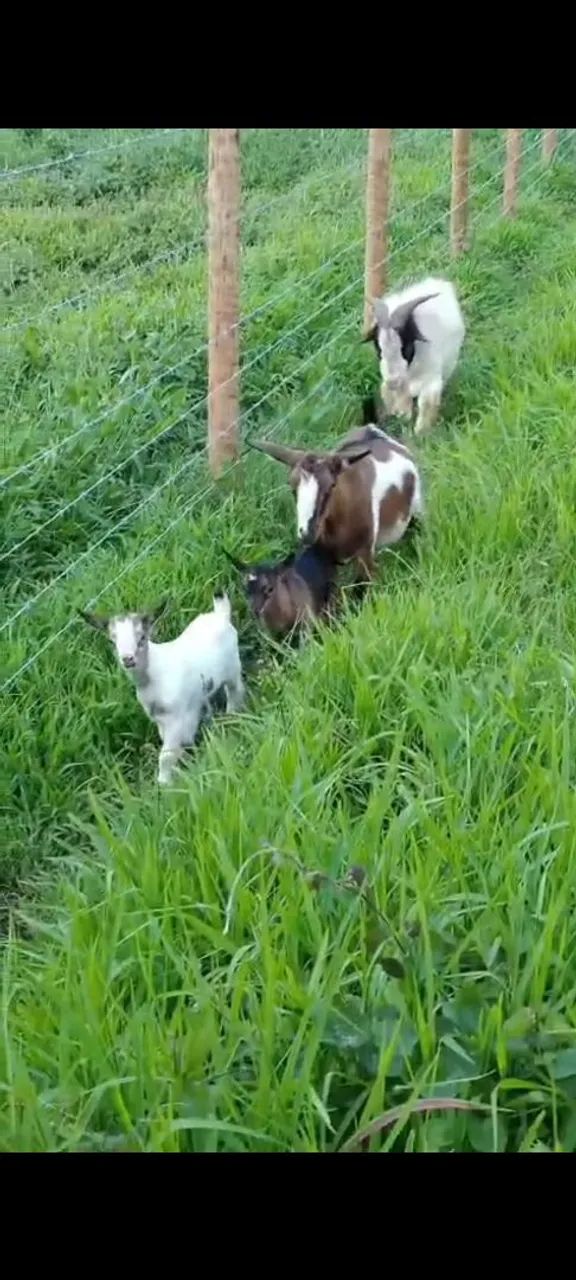Mini cabra  - Foto 3