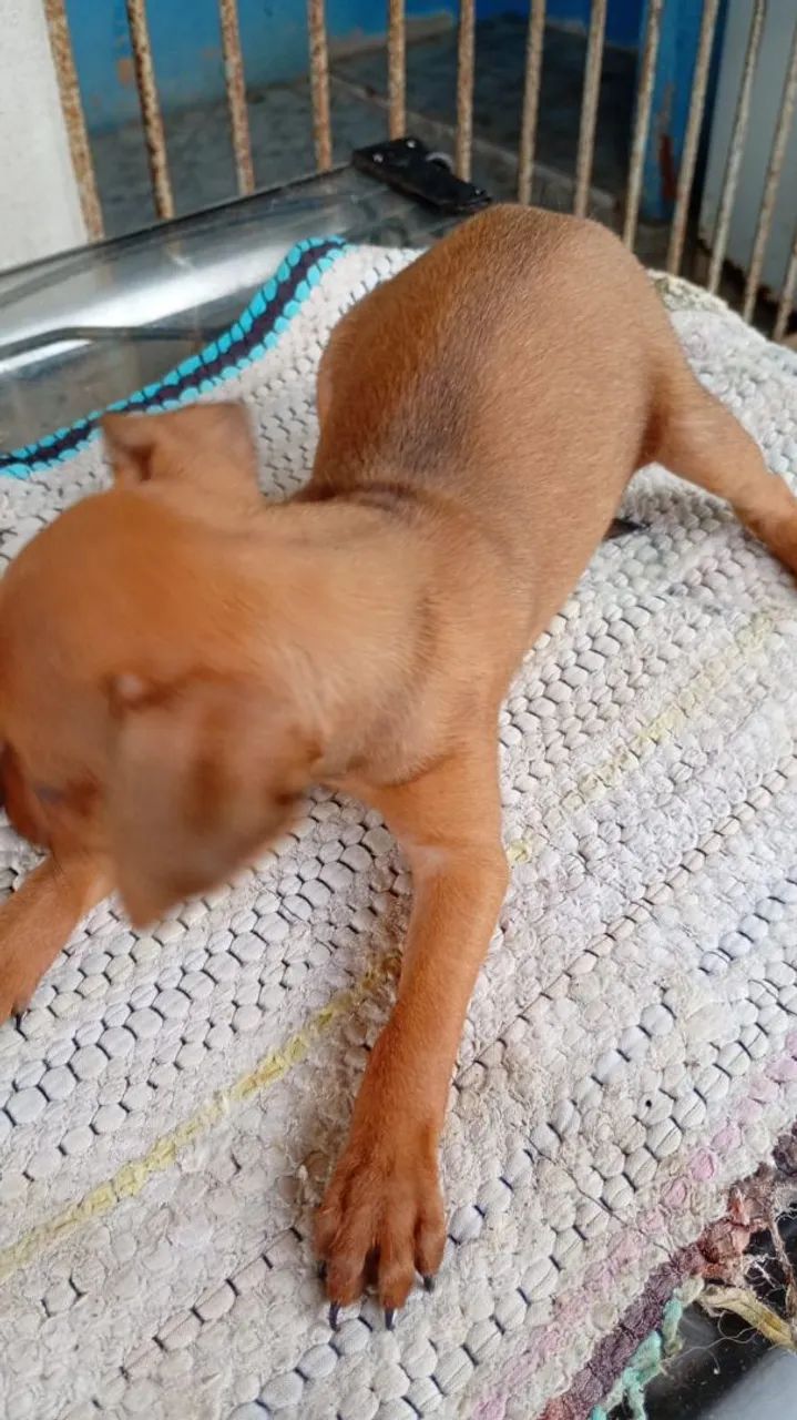 Filhote Pinscher - Foto 4