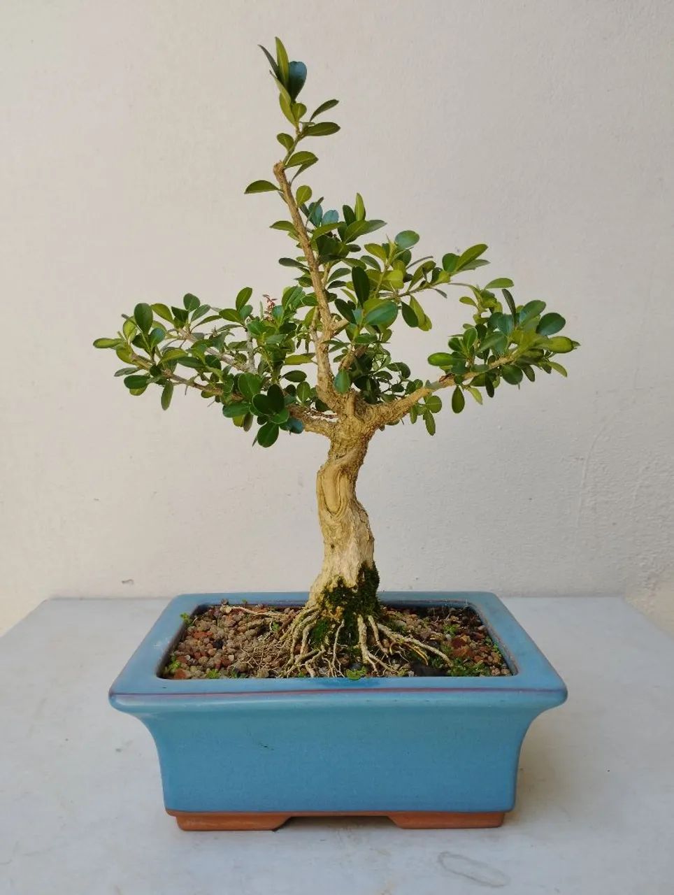 Bonsai buxos 14 anos