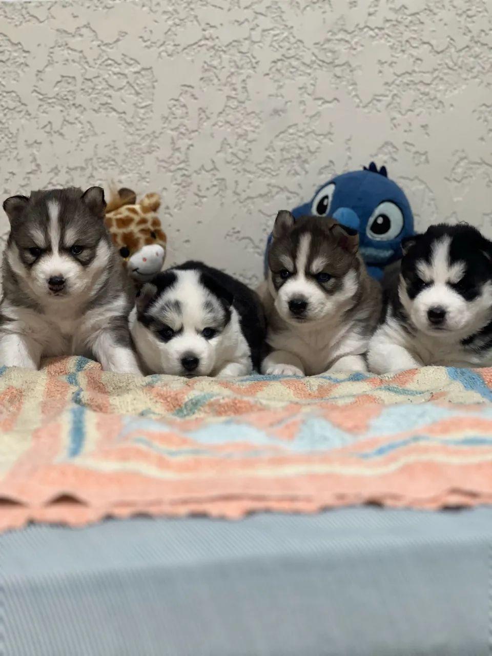 Husky siberiano  - Foto 4