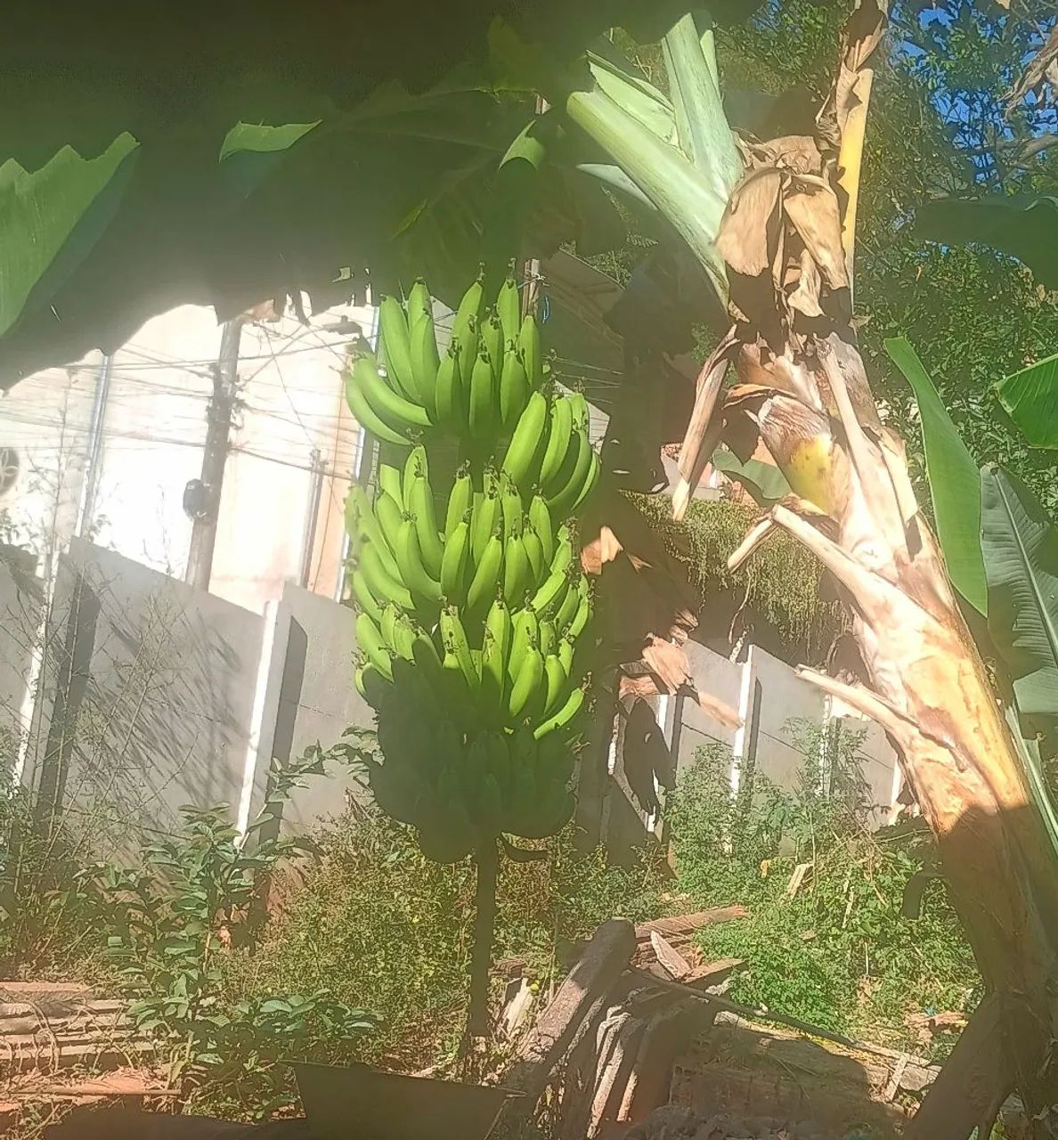 Banana 