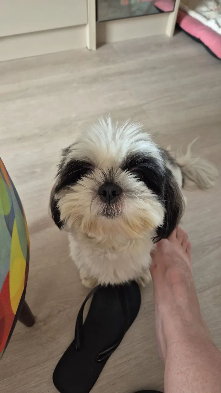 Doação de Shih Tzu (leia o anúncio!) - Foto 3