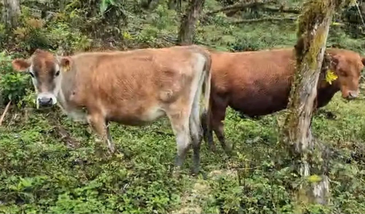 Gado Angus e gado Jersey - Foto 4