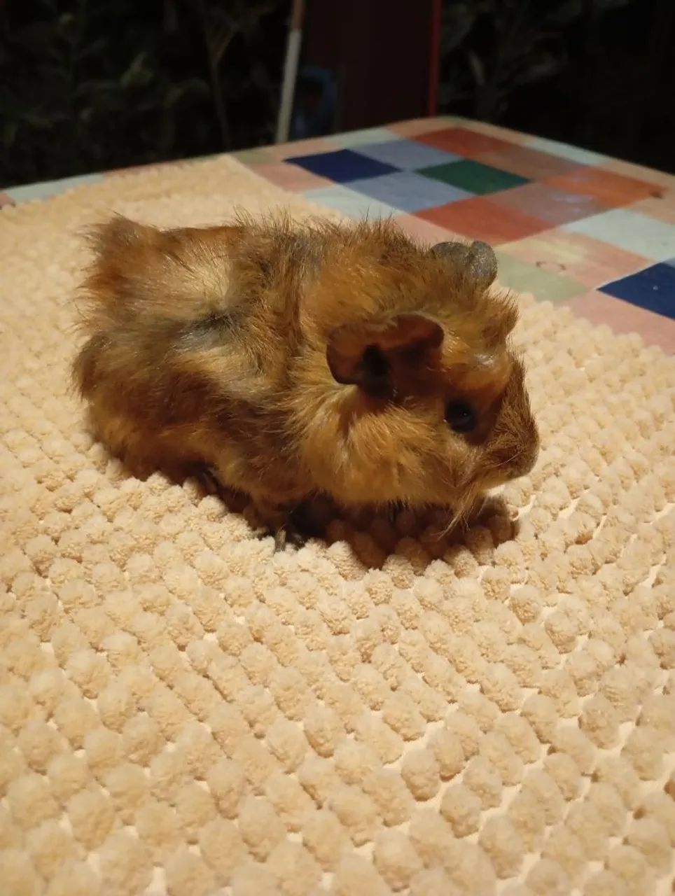 Porquinho da Índia  - Foto 5