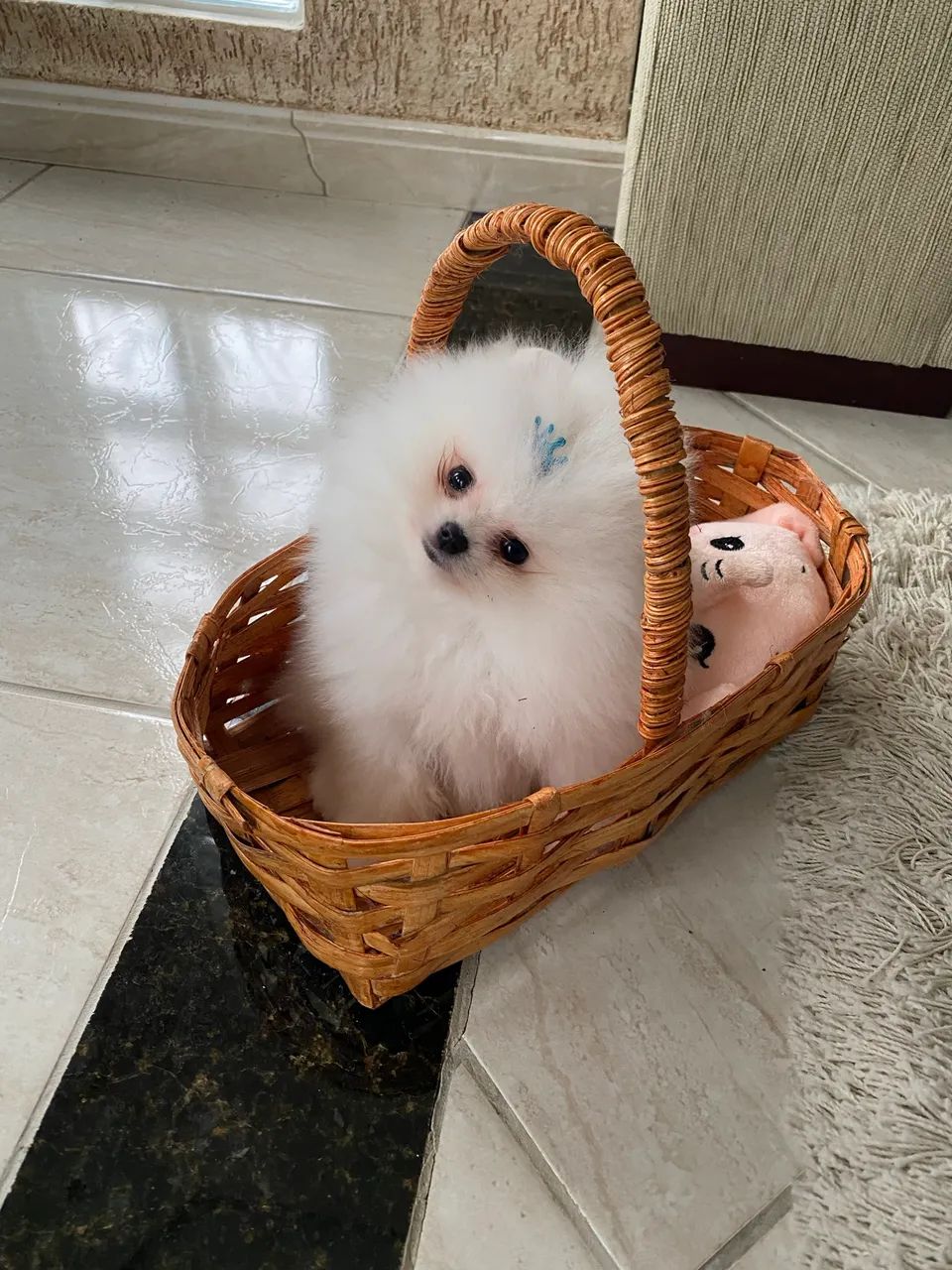 Spitz alemão anão ursinho - Foto 4