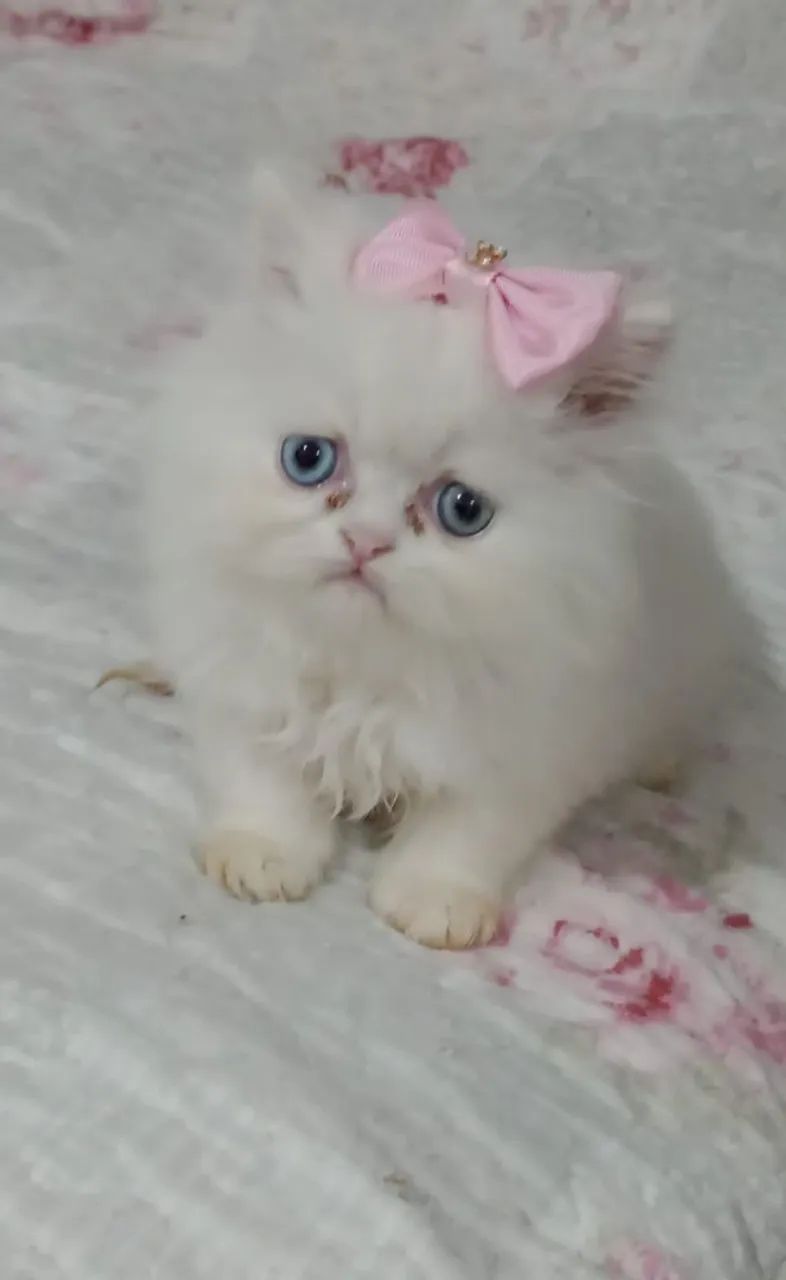    Filhotinhos de Gato Persa Macho e Fêmea com Pedigree e Exames 