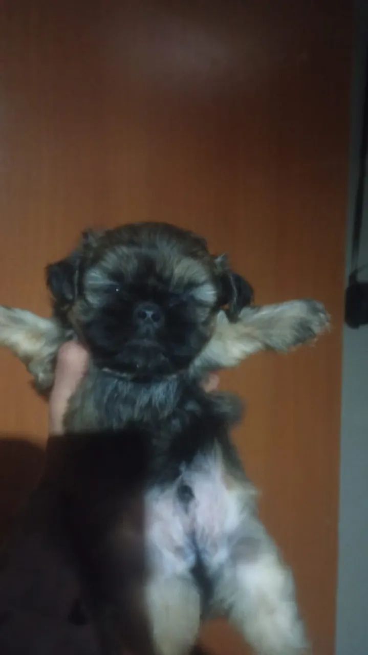 shitzu  - Foto 2