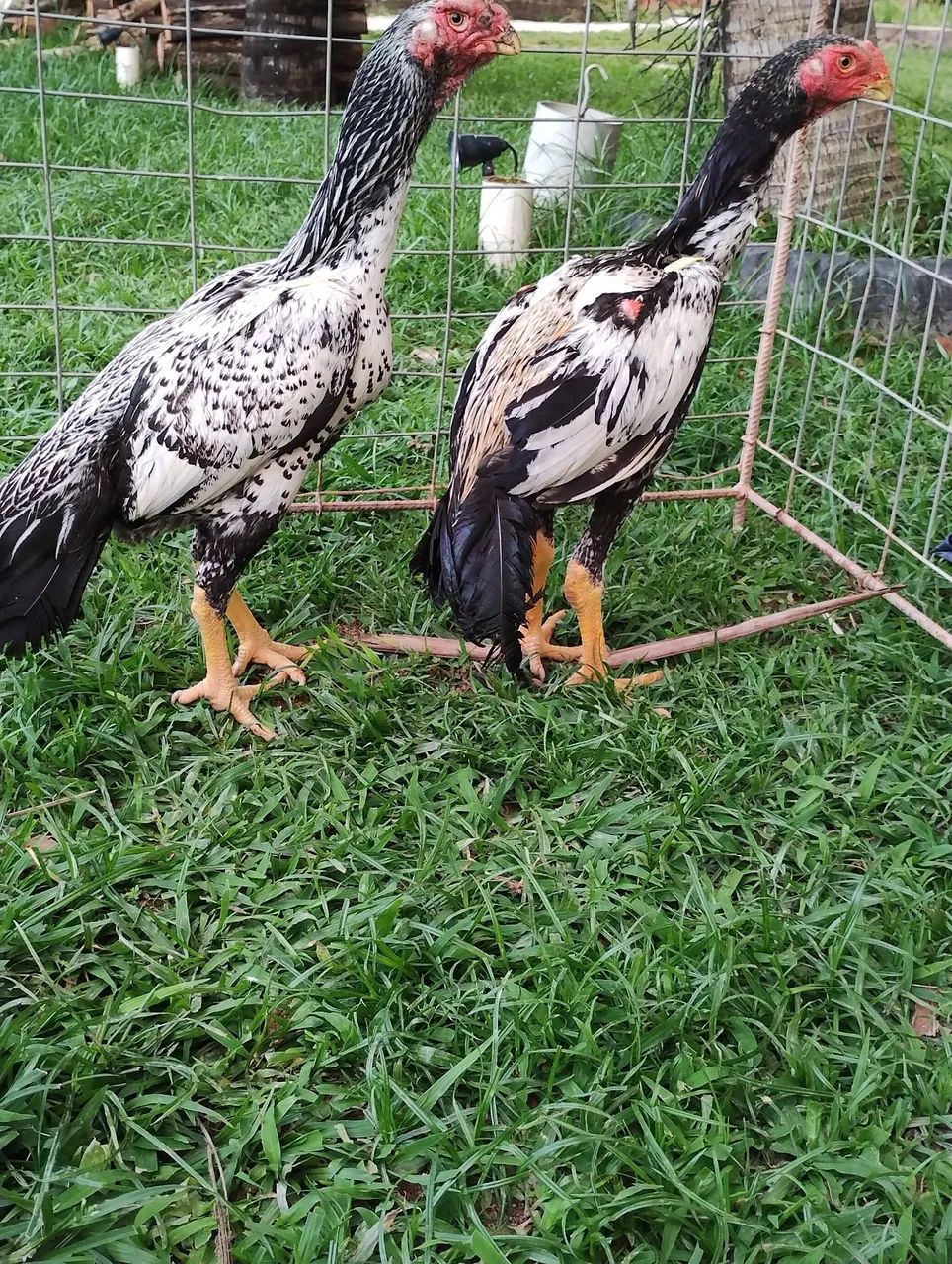 Frango índio bico curto 