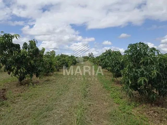 Área com 12,5 Hectares em Petrolina/PE!