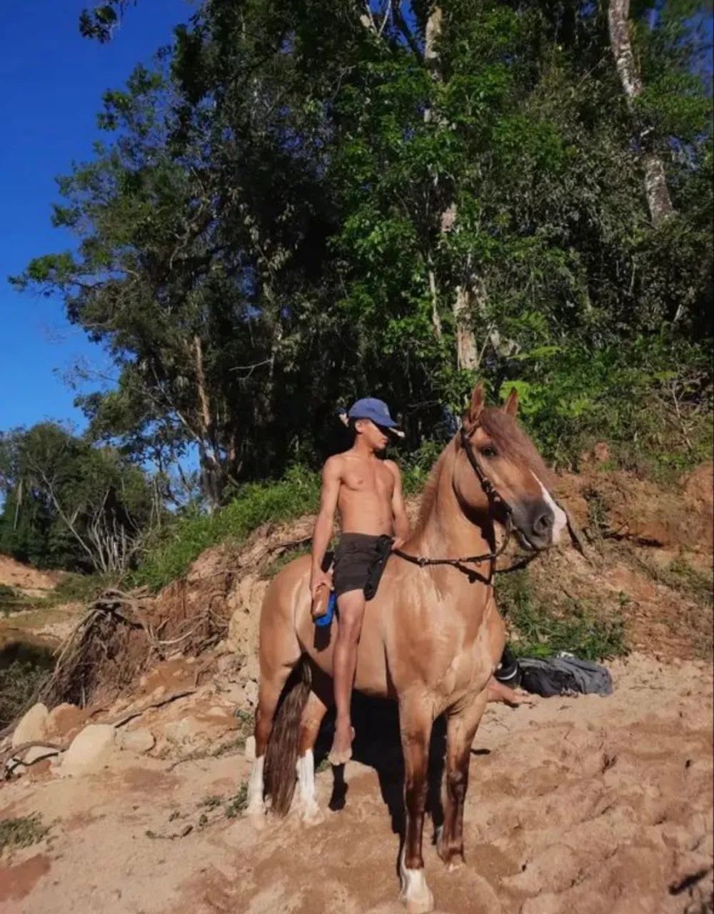 Cavalo Crioulo Jurado - Registrado, Dócil e Pronto para Provas e Cavalgadas - Foto 5