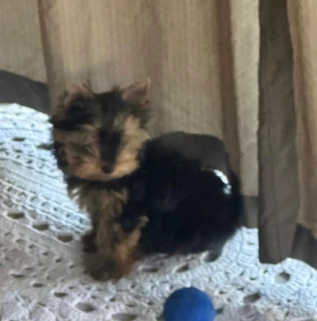 Yorkshire 1 ano com Pedigree ( Micro). - Foto 3