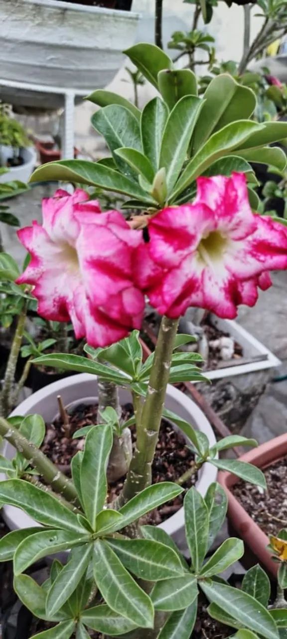 ROSAS DO DESERTO  - Foto 4