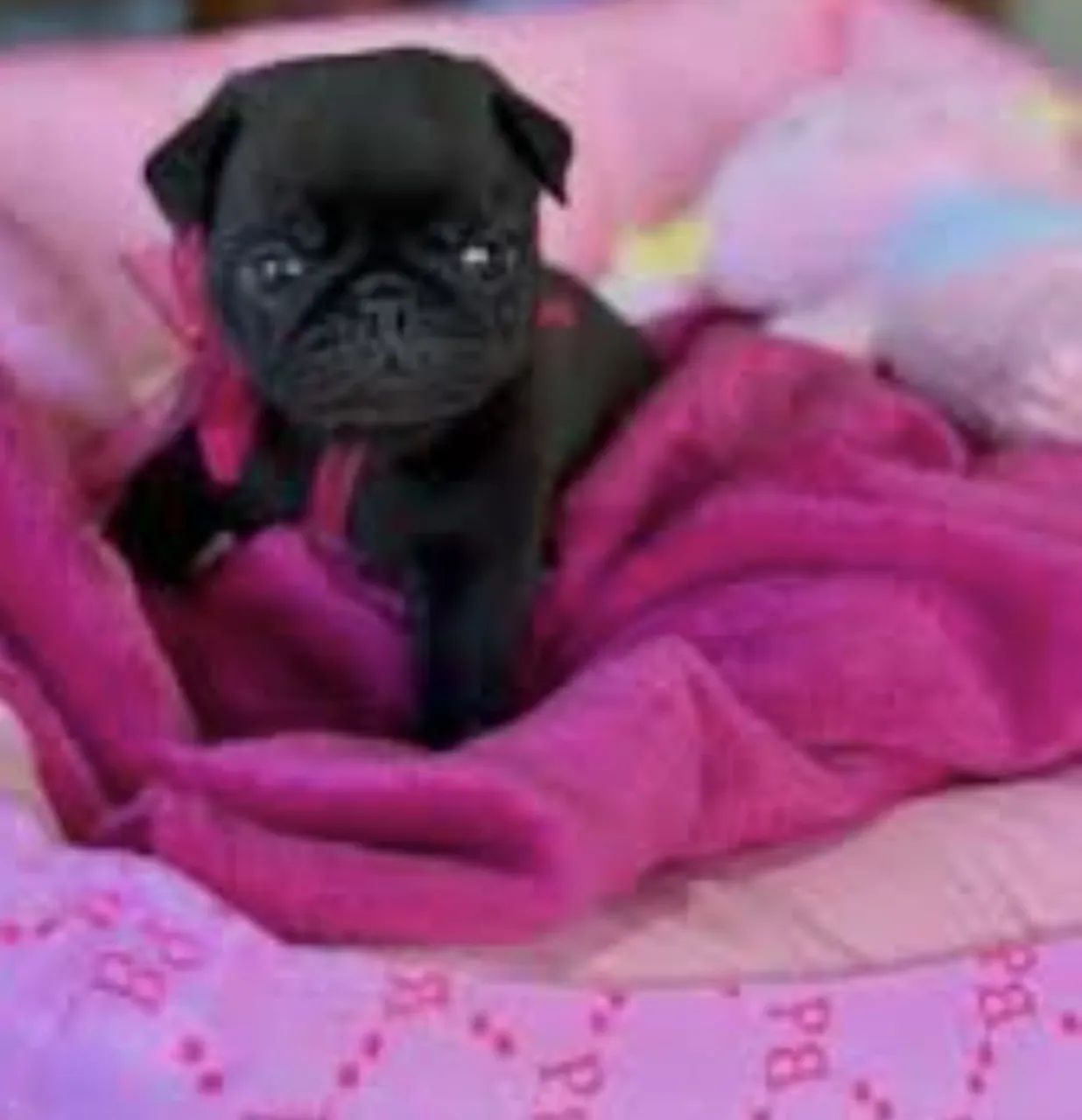 Pug fêmea 
