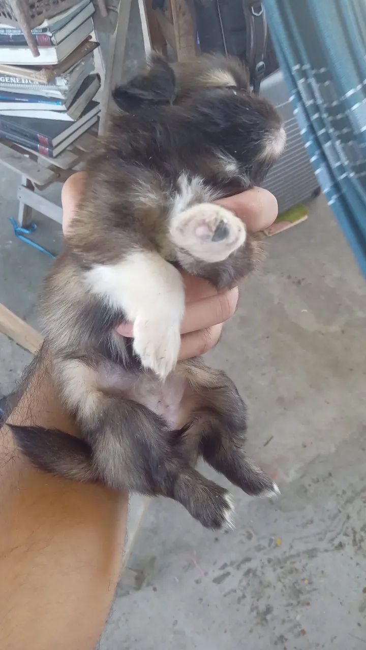 Cachorro shitsu