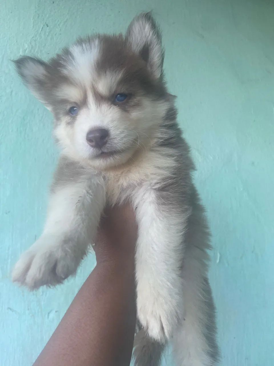 Husky siberiano  - Foto 2