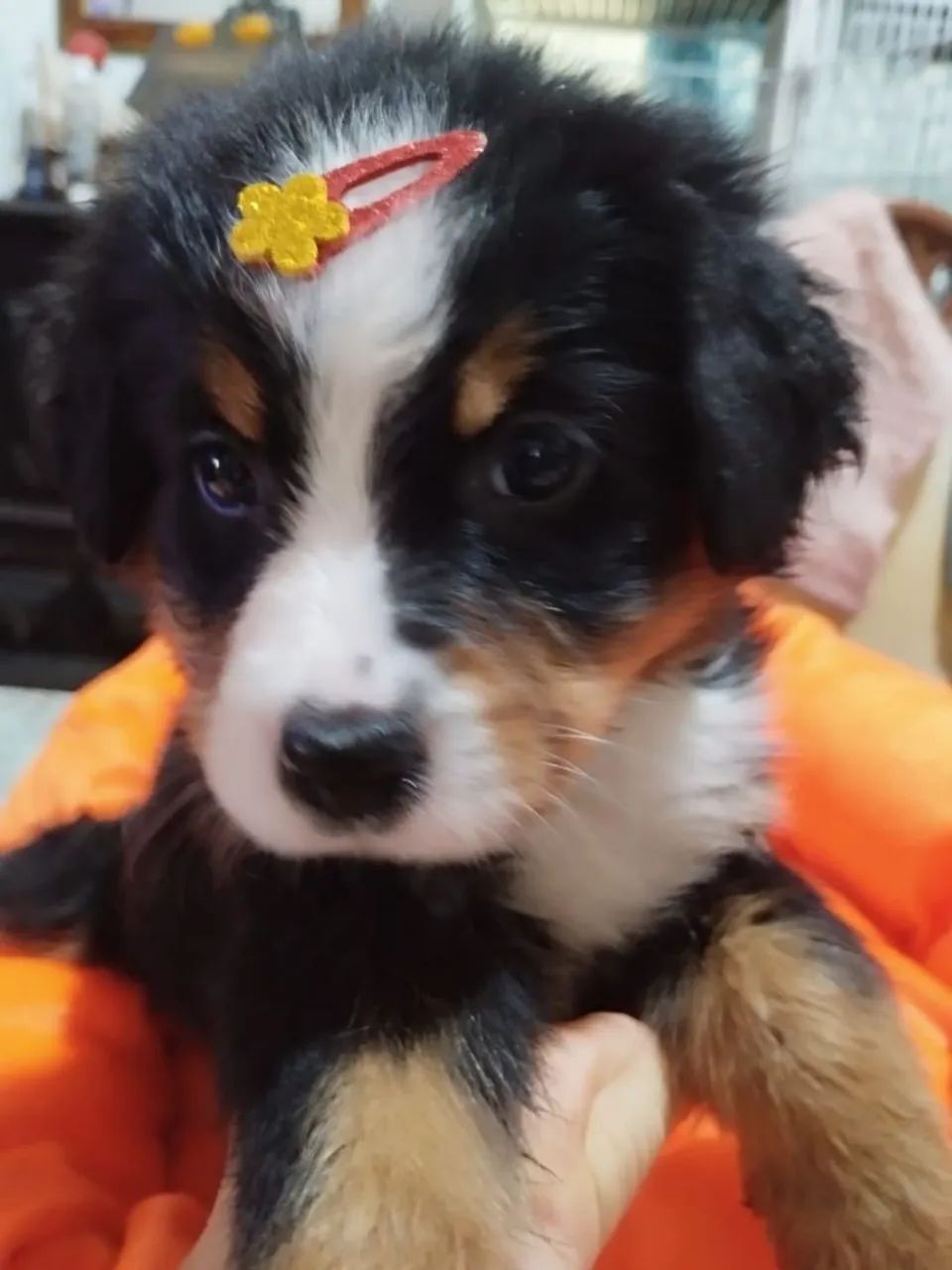 Bernese montaindog  - Foto 4