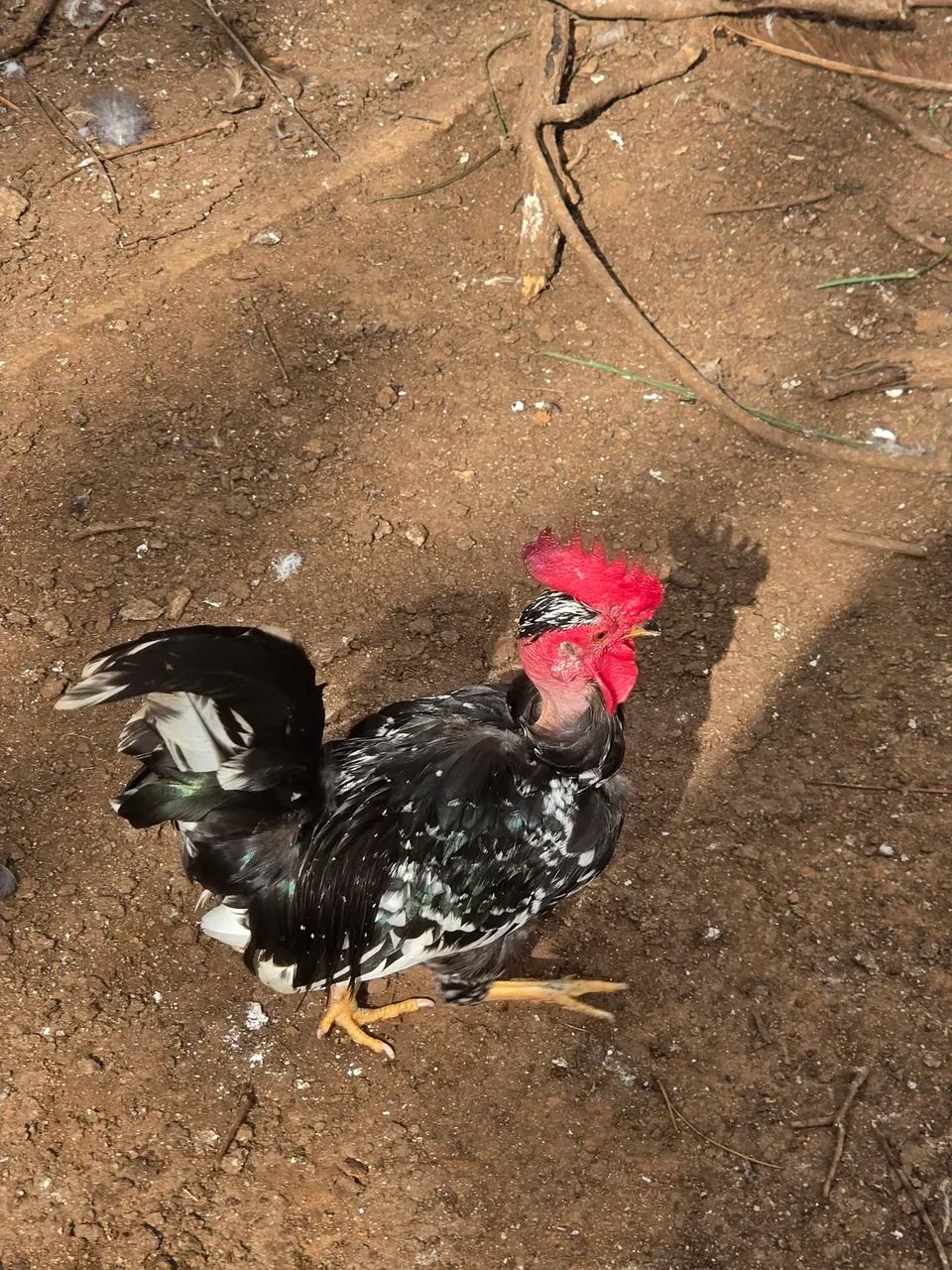 Galo e Galinha Garnizé  - Foto 5