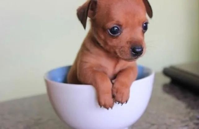 PINSCHER Zero