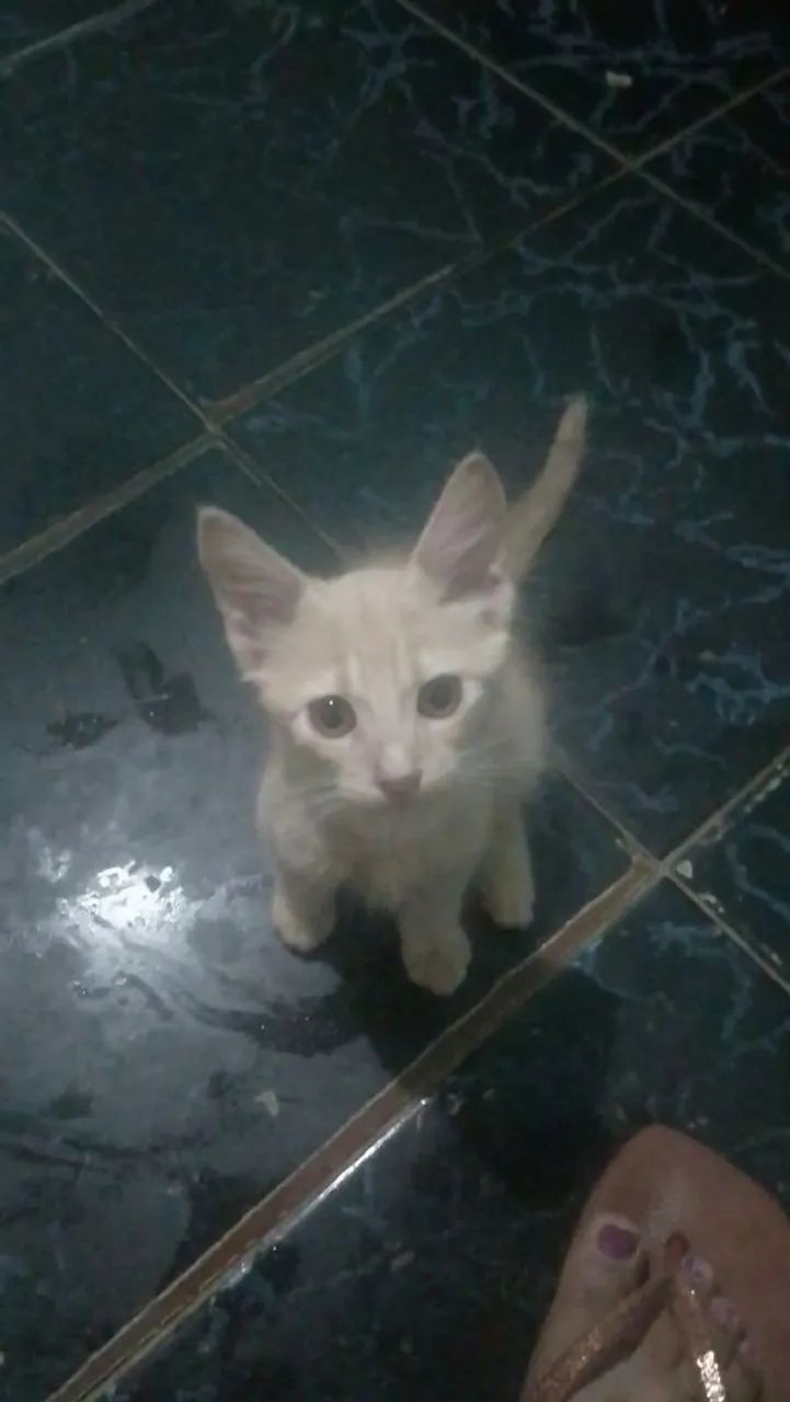 Gatos - Foto 2